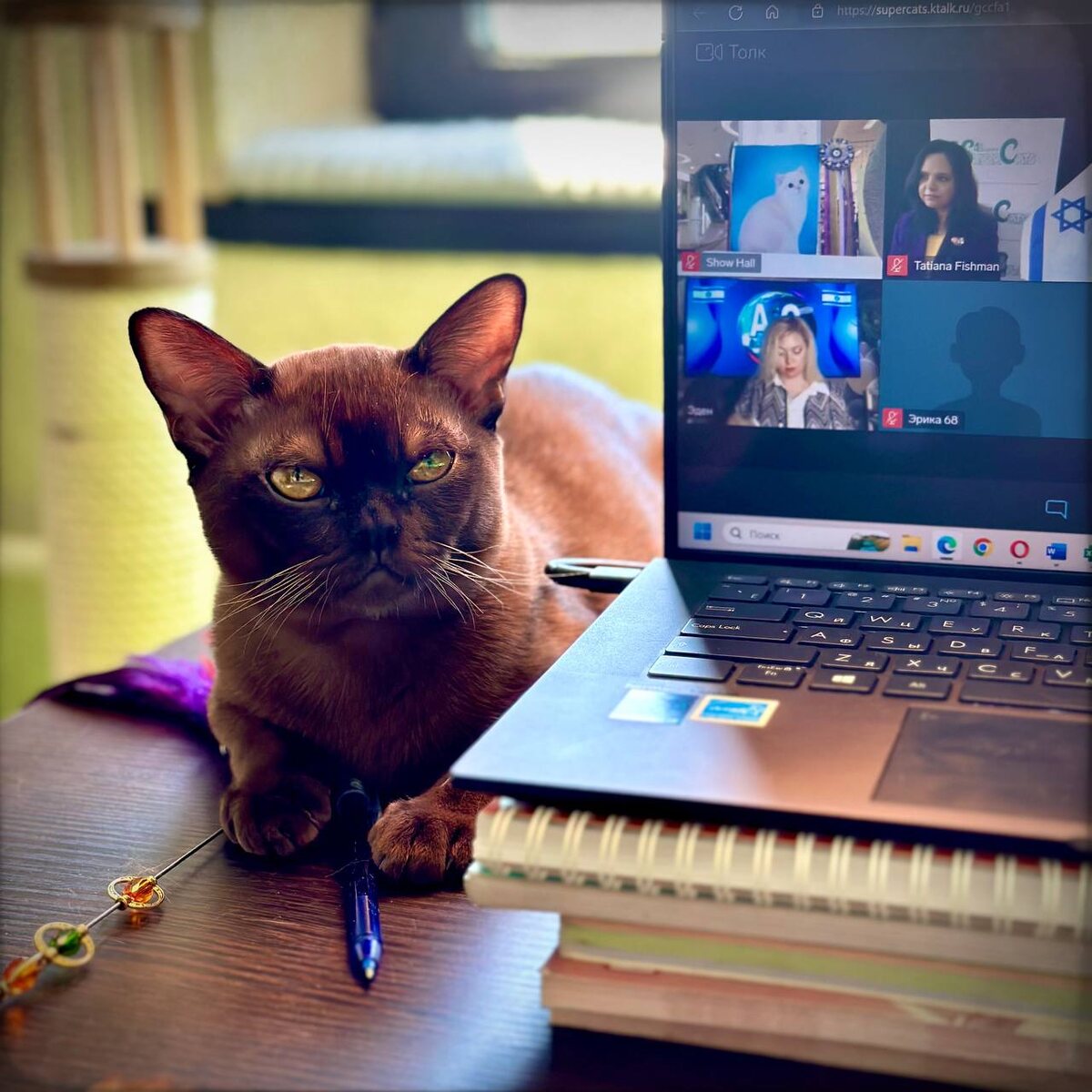 Jasper Burmese cats - порода европейская бурма, производитель питомника