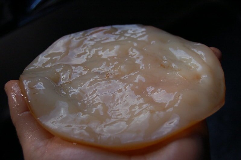 Чайный гриб "комбуча"