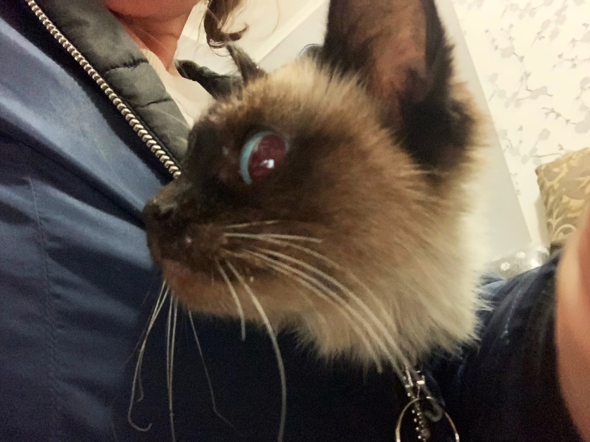 Котеночек был невесомый