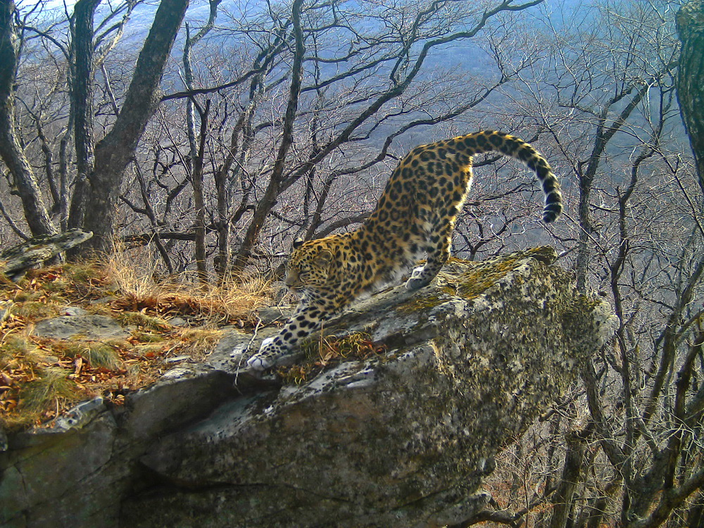 Фото: leopard-land.ru