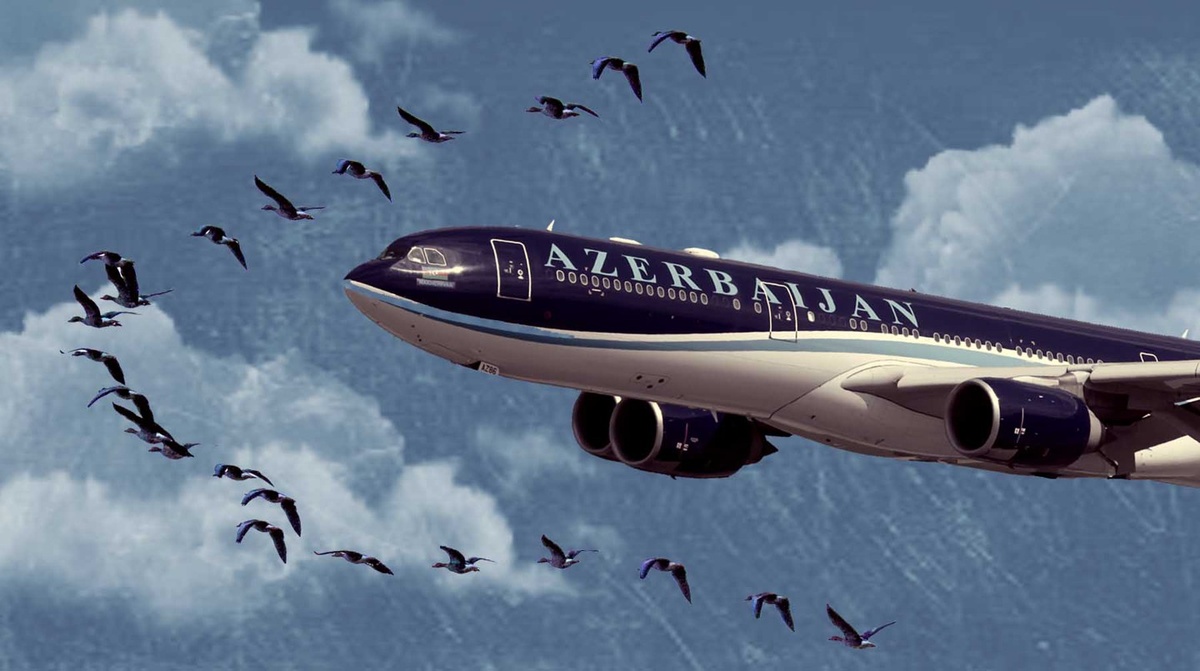    Коллаж: Daily Storm