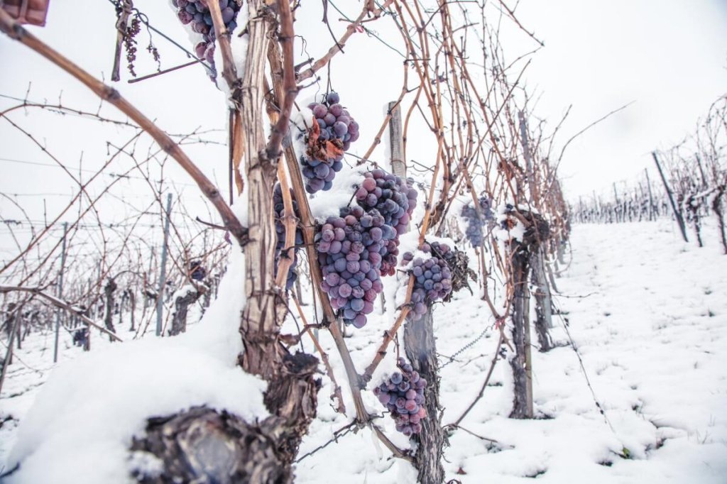 Как зимуют виноградники и как зима влияет на терруар и качество вина в целом, рассказываем в статье.