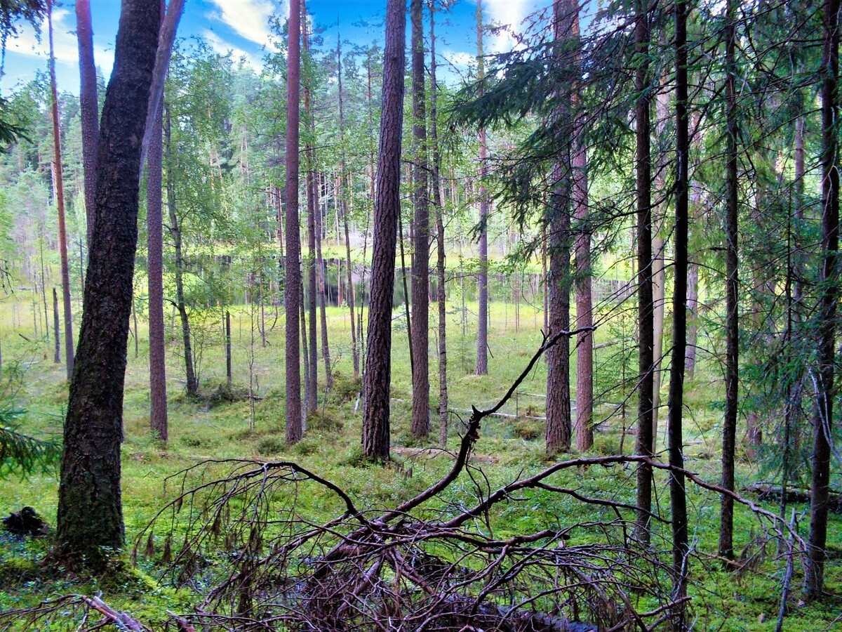 Автор фото Ольга Блинова.Домашние видеоклипы.
