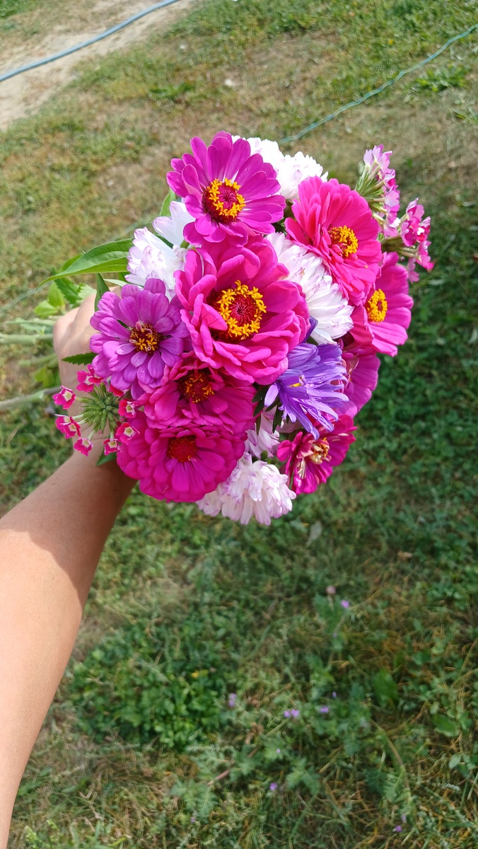 Циннии, астры и вербена