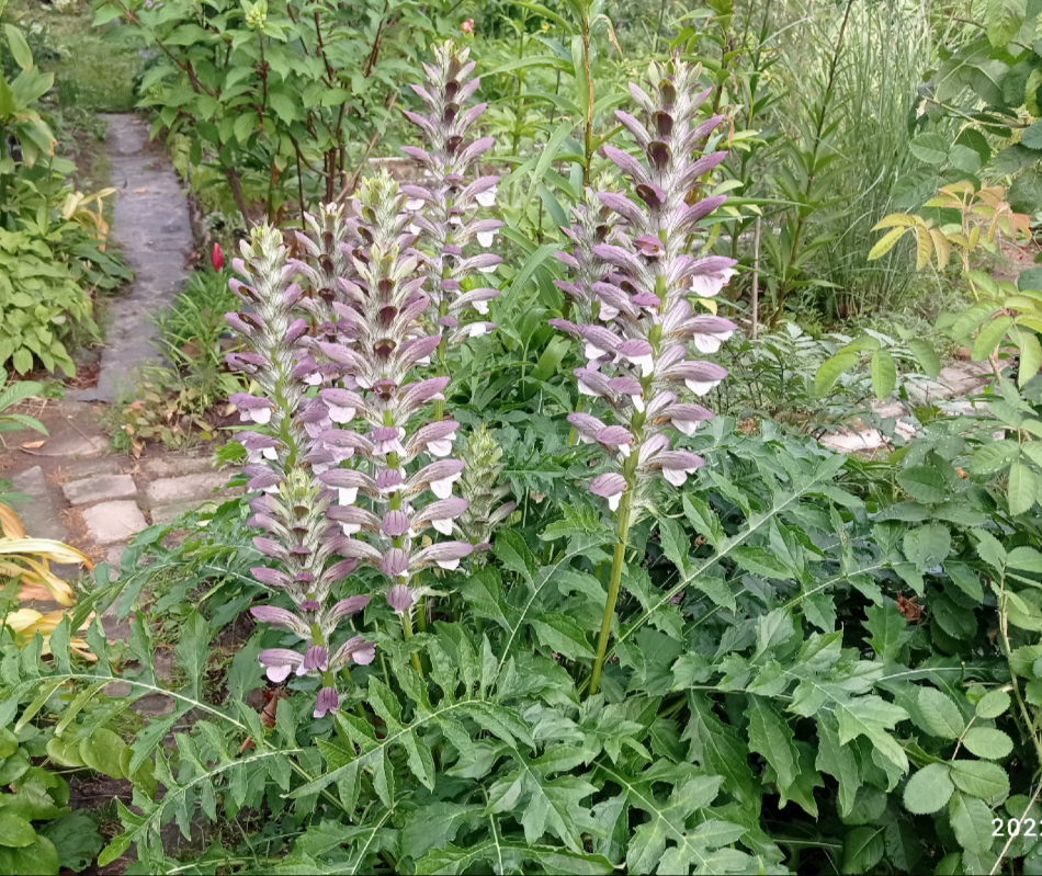 его величество акант