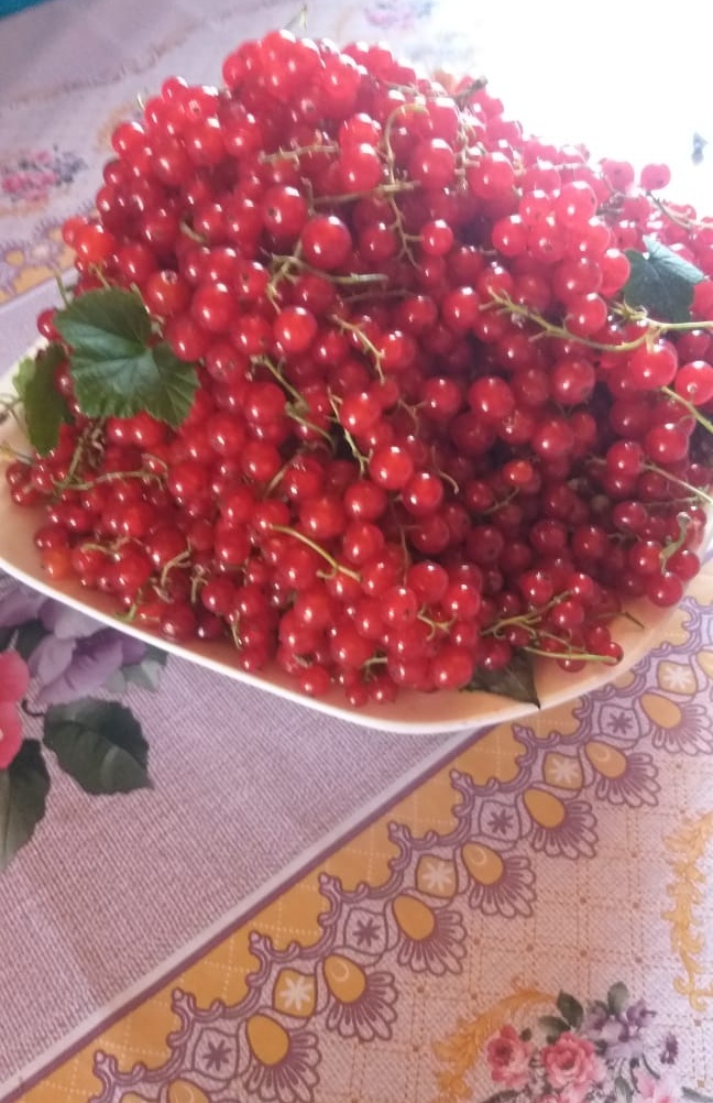 Дедушка собрал красную смородину для пирога кухена