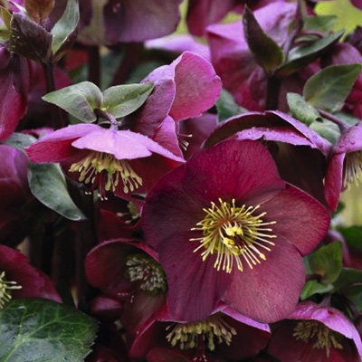 Морозник Рок-н-ролл. Что должно в итоге получиться.