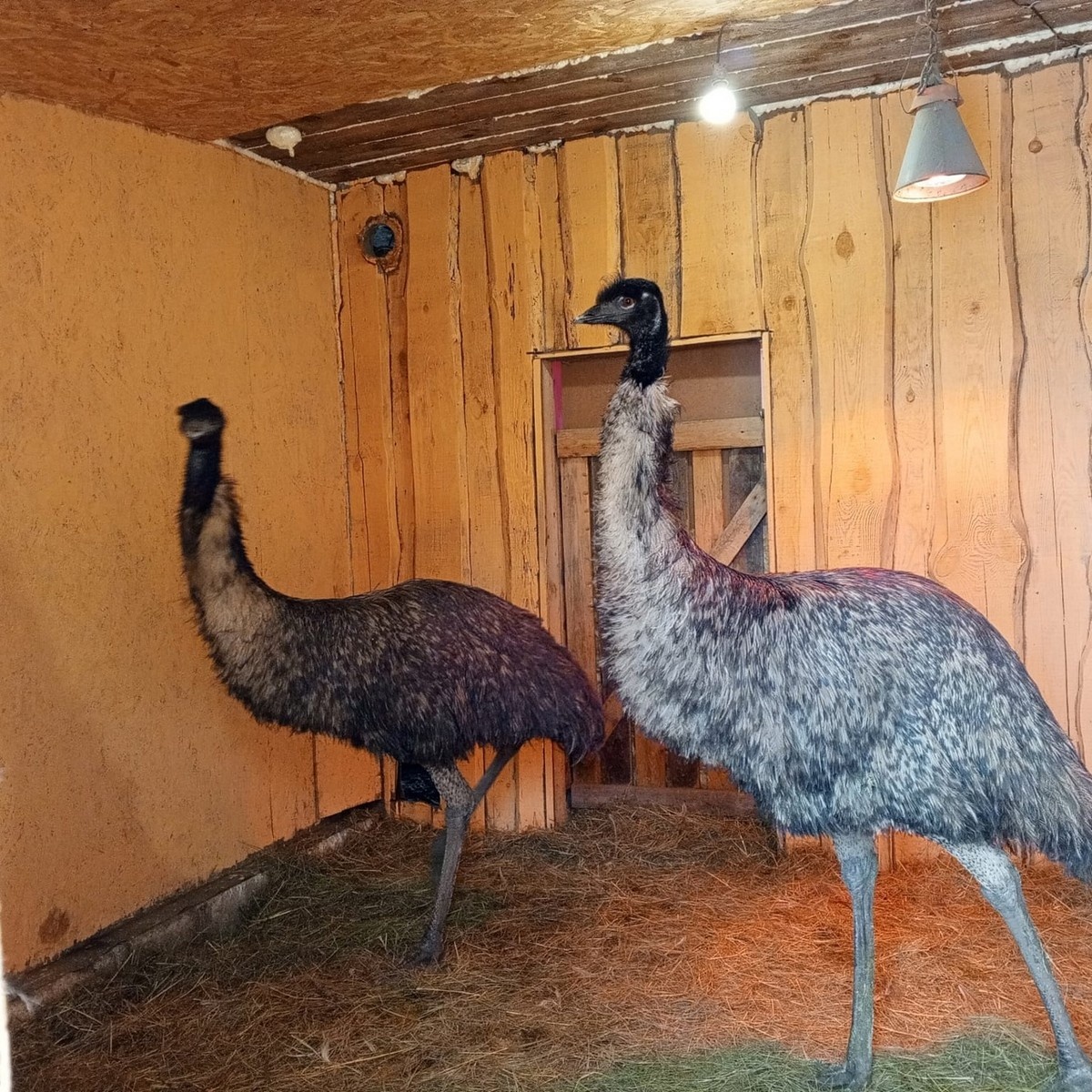 Фото Андрея Сдвижкова