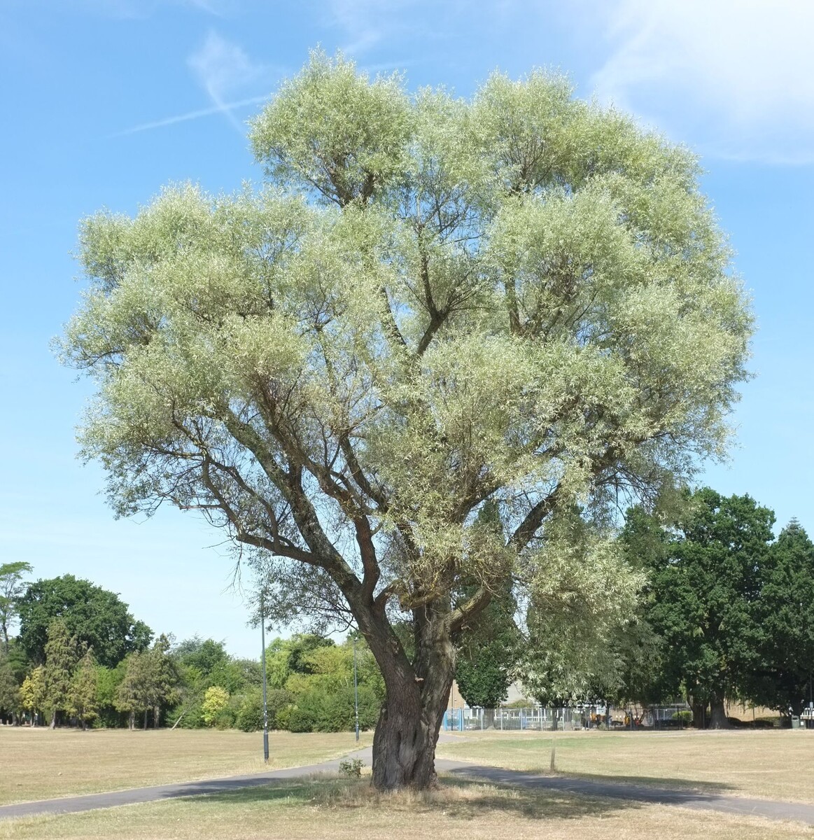 Фото: Ива белая (Salix alba)