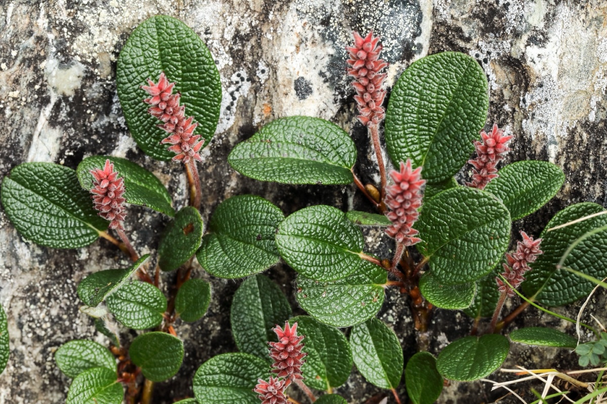 Фото: ива сетчатая (Salix reticulata)
