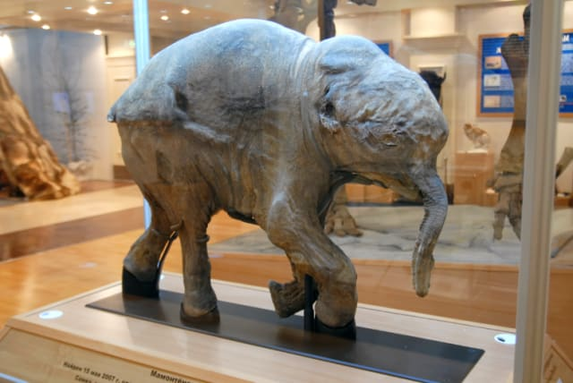 В Якутии нашли новую мумию мамонтенка