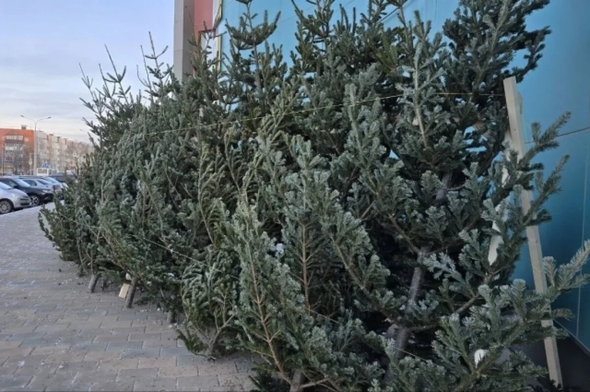    Как выбрать живую ёлку на Новый год, рассказали псковичам