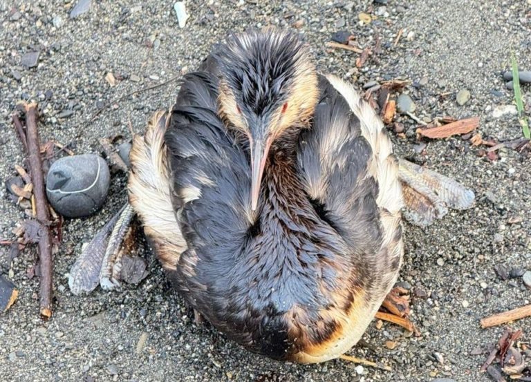 Фото: Telegram/Сочинский географ