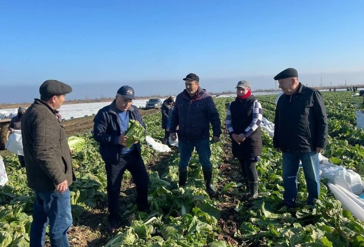    Дагестан переходит на круглогодичное овощеводство