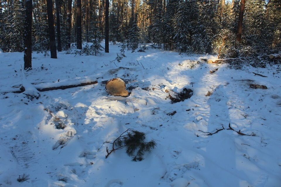    Незаконная вырубка сосен. Источник: ГУ МВД России по Алтайскому краю