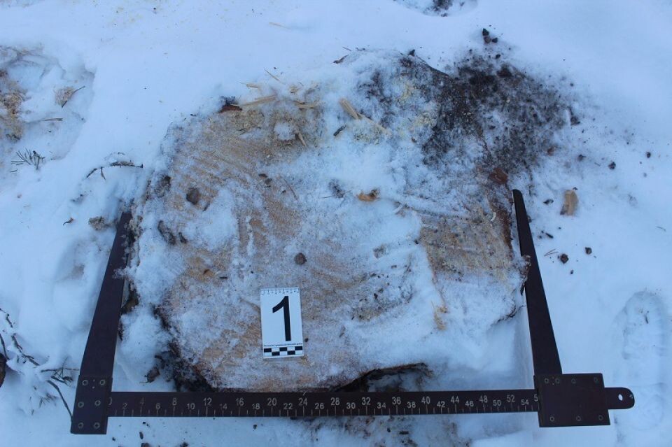    Незаконная вырубка сосен. Источник: ГУ МВД России по Алтайскому краю