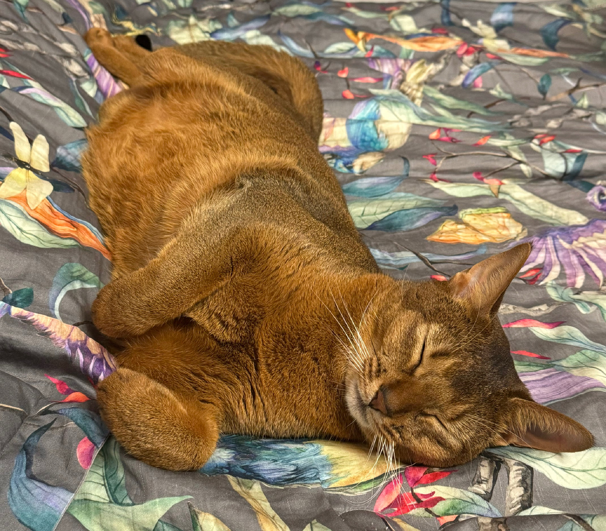 #AstrologyNelly #ресурсы #отдых #котики #звезды