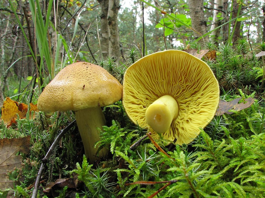 Королевский экземпляр! (фото Михаила Карпова)