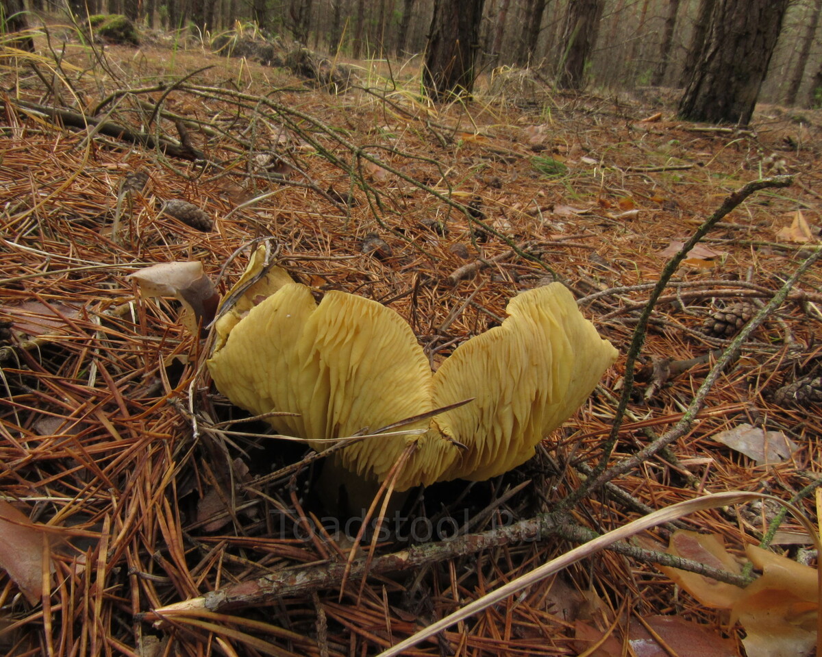 Пластинки выдают (фото И.Лебединского)
