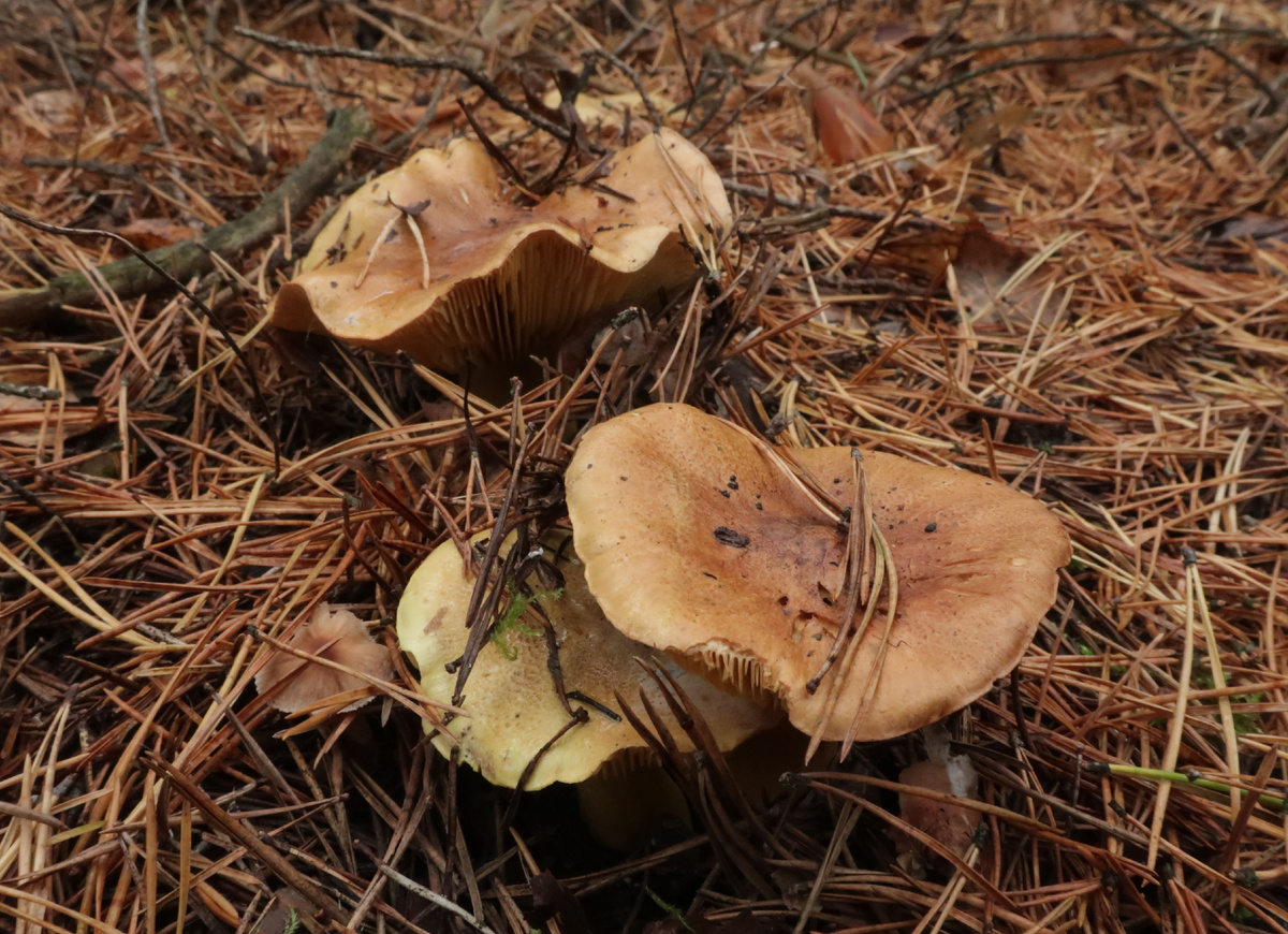 Истинная осенняя зеленушка бывает и красноватой, но всё равно остаётся  собой (фото И.Лебединского)
