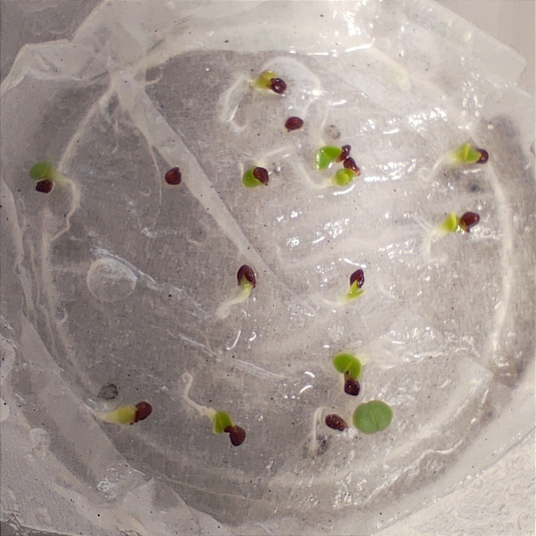 Семена проросли и готовы к переселению в грунт