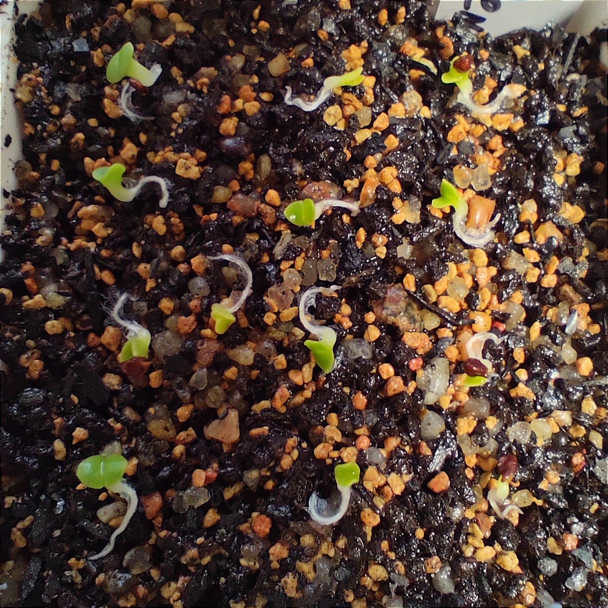 Сначала раскладываю проросшие семена на грунт