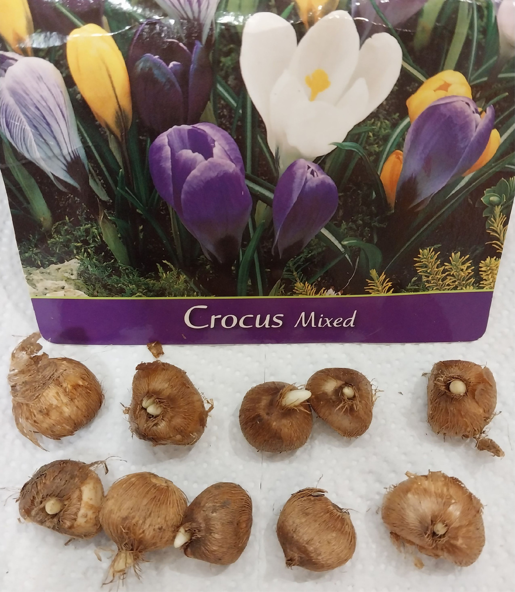 Крокусы. А к ним еще добавились пролеска и галантусы.