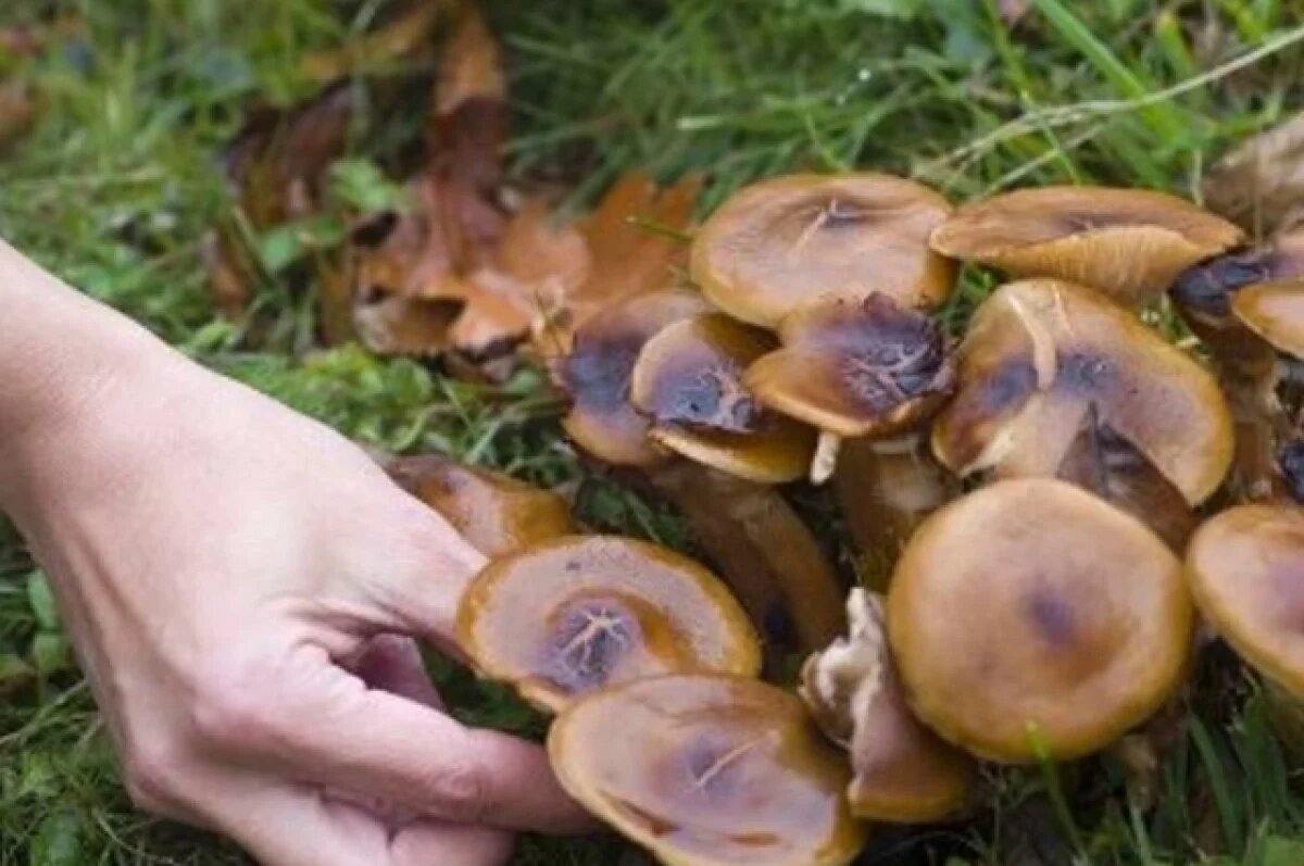    В Калининграде трое человек отравились грибами рядовками