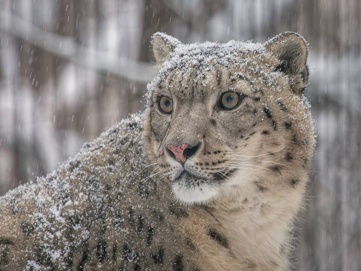  (с) В. Габов. Ирбис в Новосибирском зоопарке. 