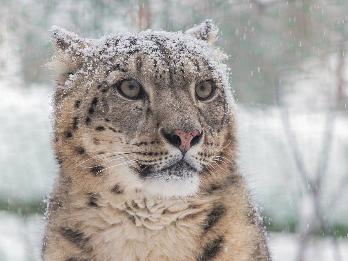  (с) В. Габов. Ирбис в Новосибирском зоопарке. 