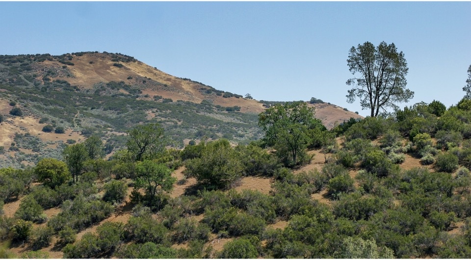   Alex Wild / Wikimedia Commons / CC0