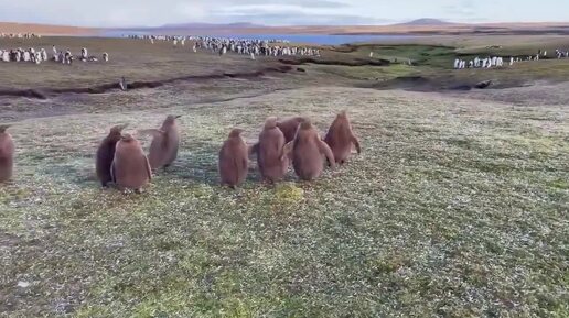 Пингвины на Фолклендских островах впервые встретили кошку | Hi-Tech Mail