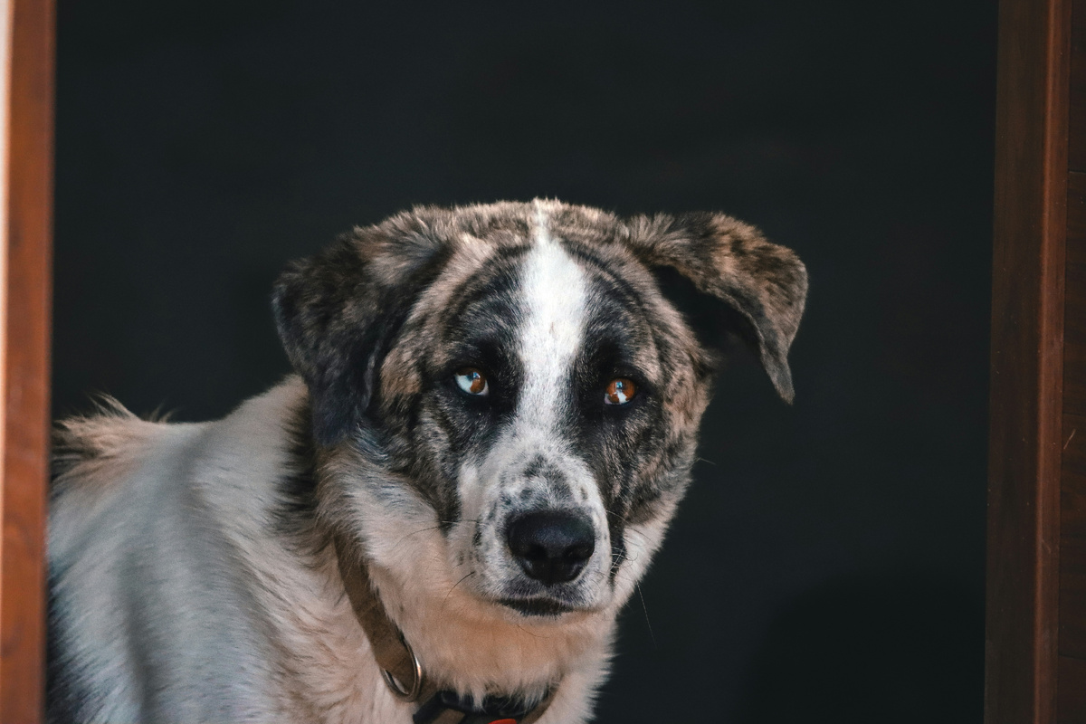 Картинка с бесплатного фотостока https://unsplash.com, автор Jason Dean Chamberlain