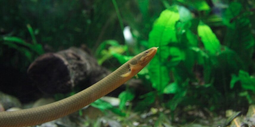    Каламоихтпредоставлено Петербургским океанариумом