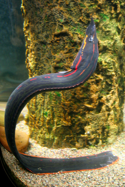    Мастацембелуспредоставлено Петербургским океанариумом