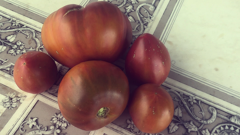 Томат Заржавевшее сердце Эверетта, 2024 г.