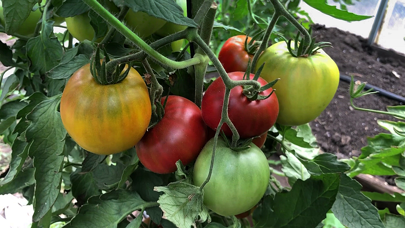 Заржавевшее сердце Эверетта, 2024 г.