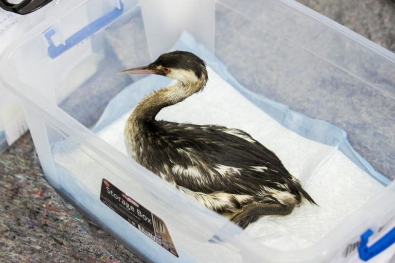 Фото: t.me/rudn_sochi