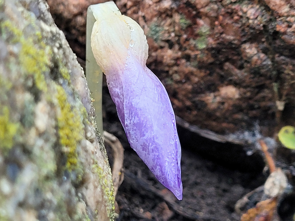 А это у меня сегодня в цветнике. Вот такое Католическое Рождество. Поздравляю всех причастных. 