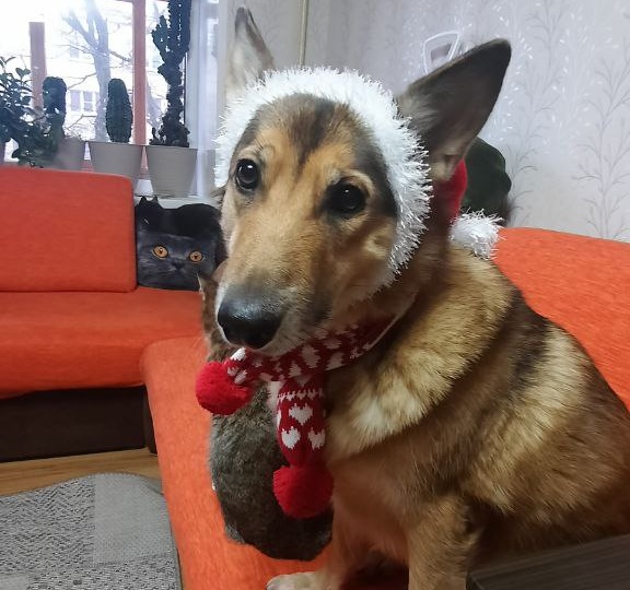 Мы хотели переадресовать её будущую хозяйку в местный приют, но оказалось, что она там уже была, и вот чем всё закончилось