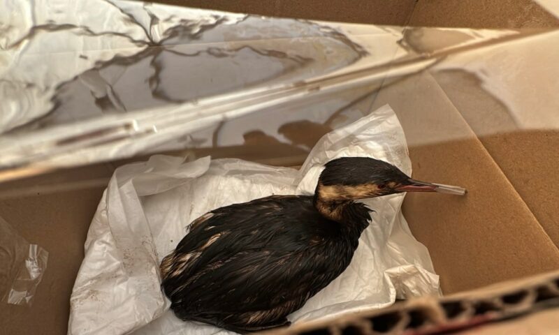    Фото t.me/opershtab23