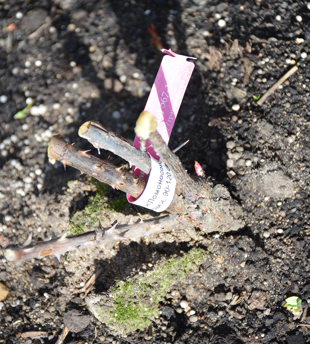 21 апреля 2024. Все фотографии в статье мои. Розы - тоже. 