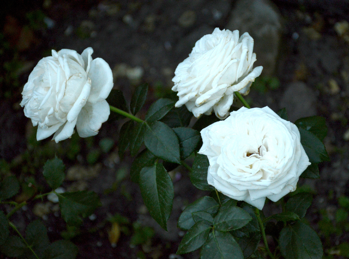 Роза Пьер Ардити/Ломоносов, 13 июля 2024