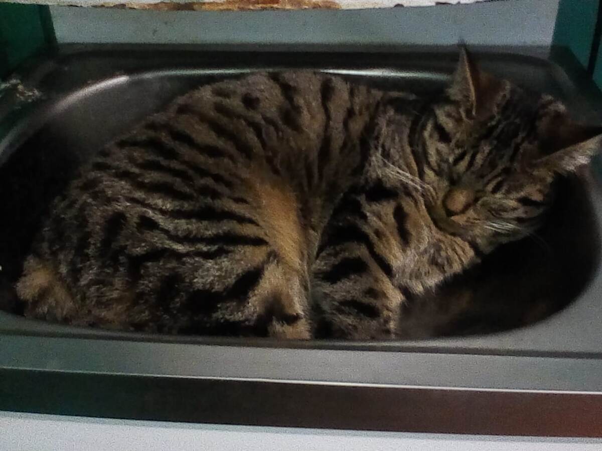 Чатик облюбовал для сна мойку, которая временно не используется нами.