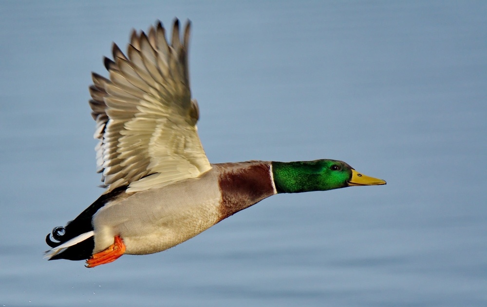 Фантазии о пчеловодстве и упрямые факты