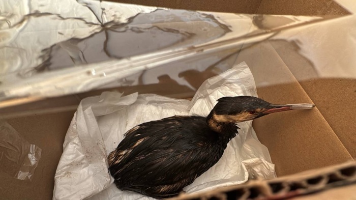    оперативный штаб Краснодарского края