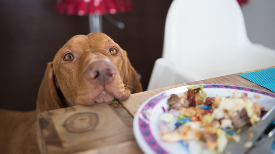    Что можно дать собаке с праздничного стола: советы ветеринаров Андрей Бурков