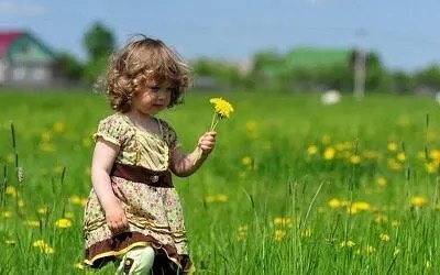 Яркие солнечные головки лучше всего собирать в дневное время, когда соцветия полностью раскрыты, насыщены пыльцой и нектаром.
Собирать цветы нужно подальше от дороги. Если есть возможность, то лучше собрать их в своем огороде, саду или в чистом поле, где точно окружающая среда не загрязнена.
На лепестках имеется пыльца – ее желательно сохранить, чтобы полезные целебные свойства. Поэтому промывать цветки не нужно. Лишний мусор останется на дне при варке и сцеживании.

