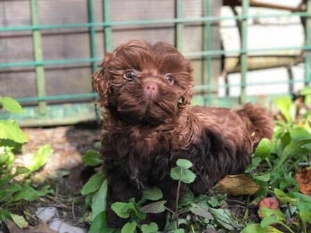 Русские цветные болонки #avestaviva