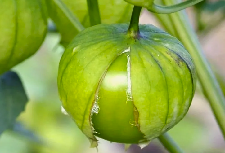 И десерты, и засолки из одного растения. Овощ-герой для диетического питания и продления молодости